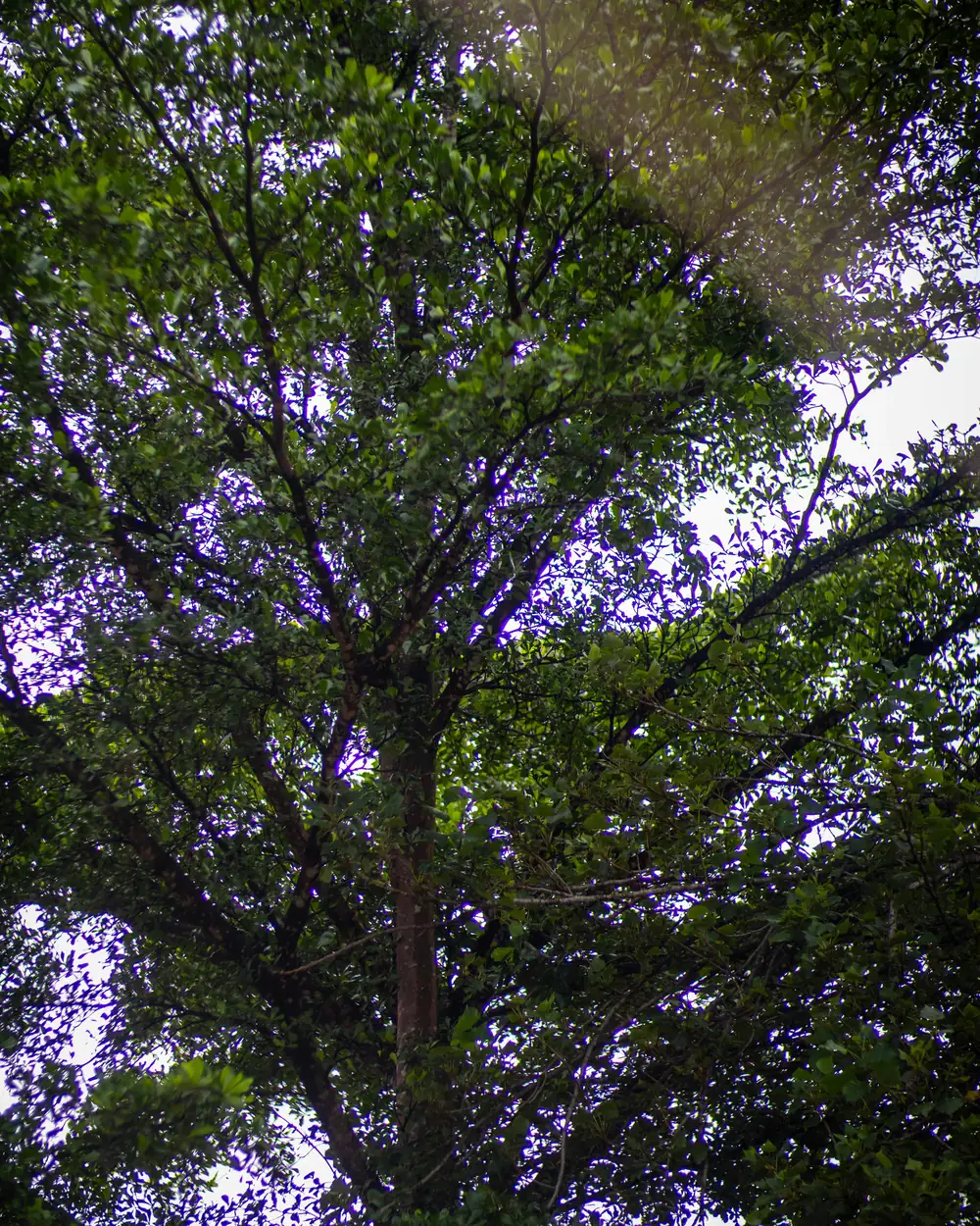 Dense green tree canopy filtering dappled warm light, Zambia